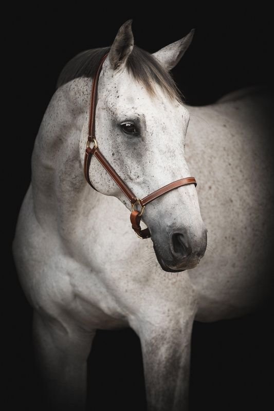 GRIMMA LIPPO SUPREME