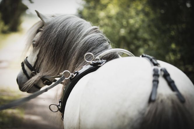 Hovedbilde TOMMEKJØRNINGSGJORD LIPPO KOMPLETT