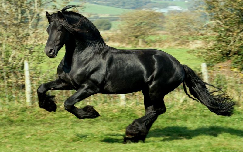 Bates WIDE Dressage