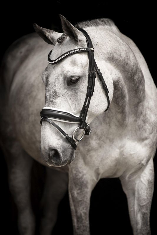 HODELAG LIPPO SUPREME INTEGRO GRANDE