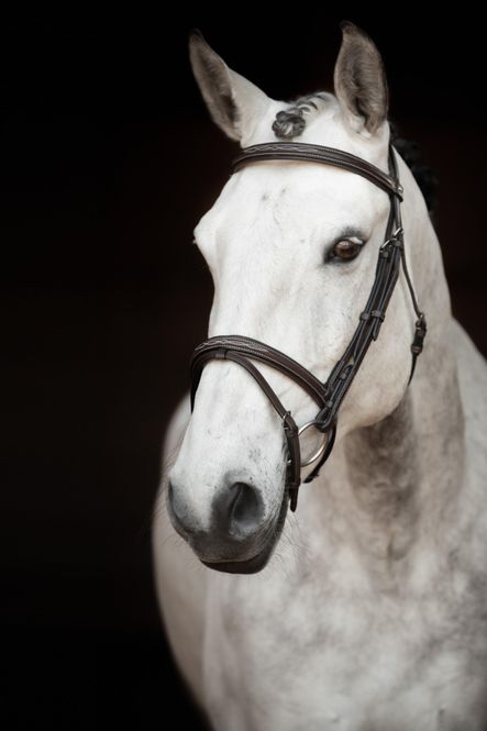 Hovedbilde HODELAG KNIGHTS SIR PATRIC