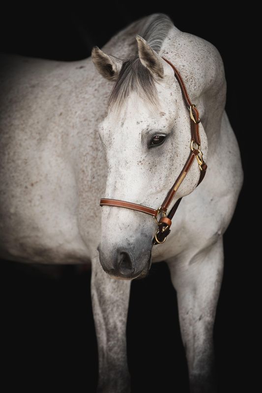 GRIMMA LIPPO SUPREME