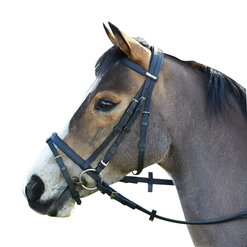 Wintec Bridle med Hanoverian Nesereim